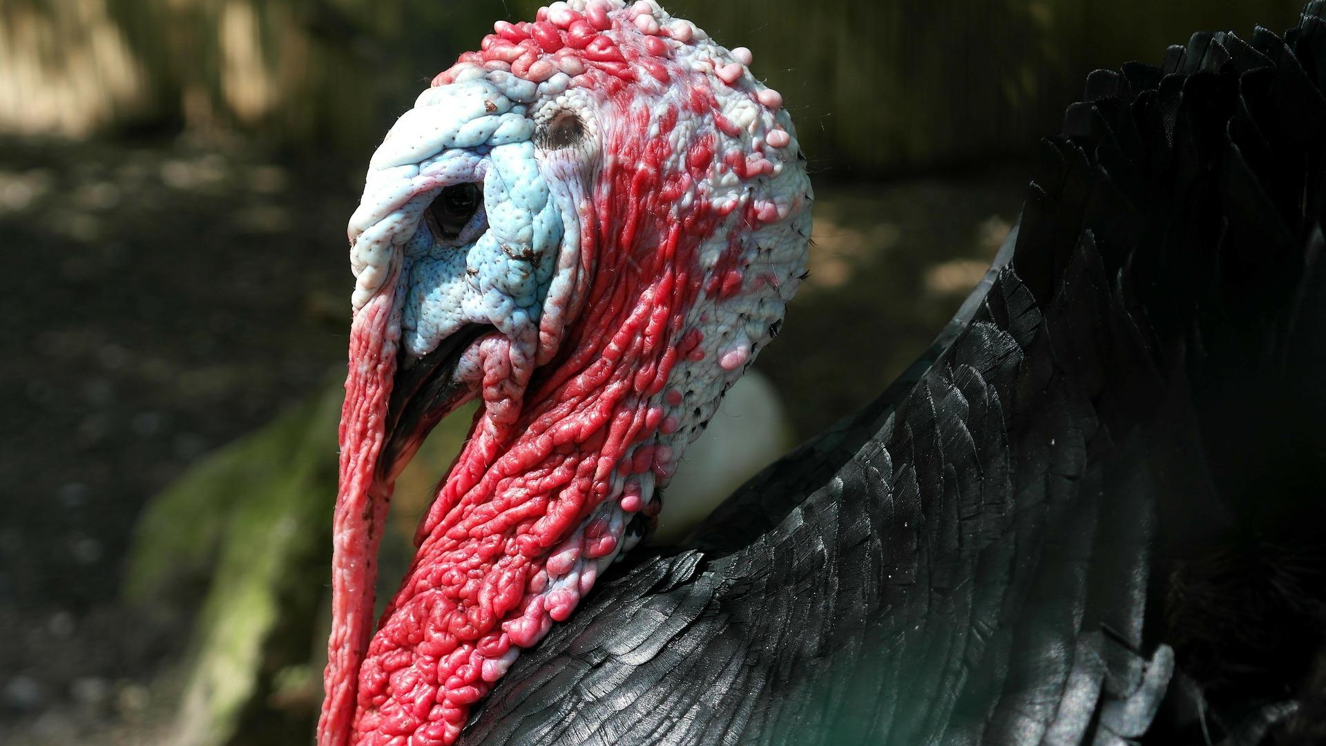 1920x1080 Turkey Snoods Infinite Spider