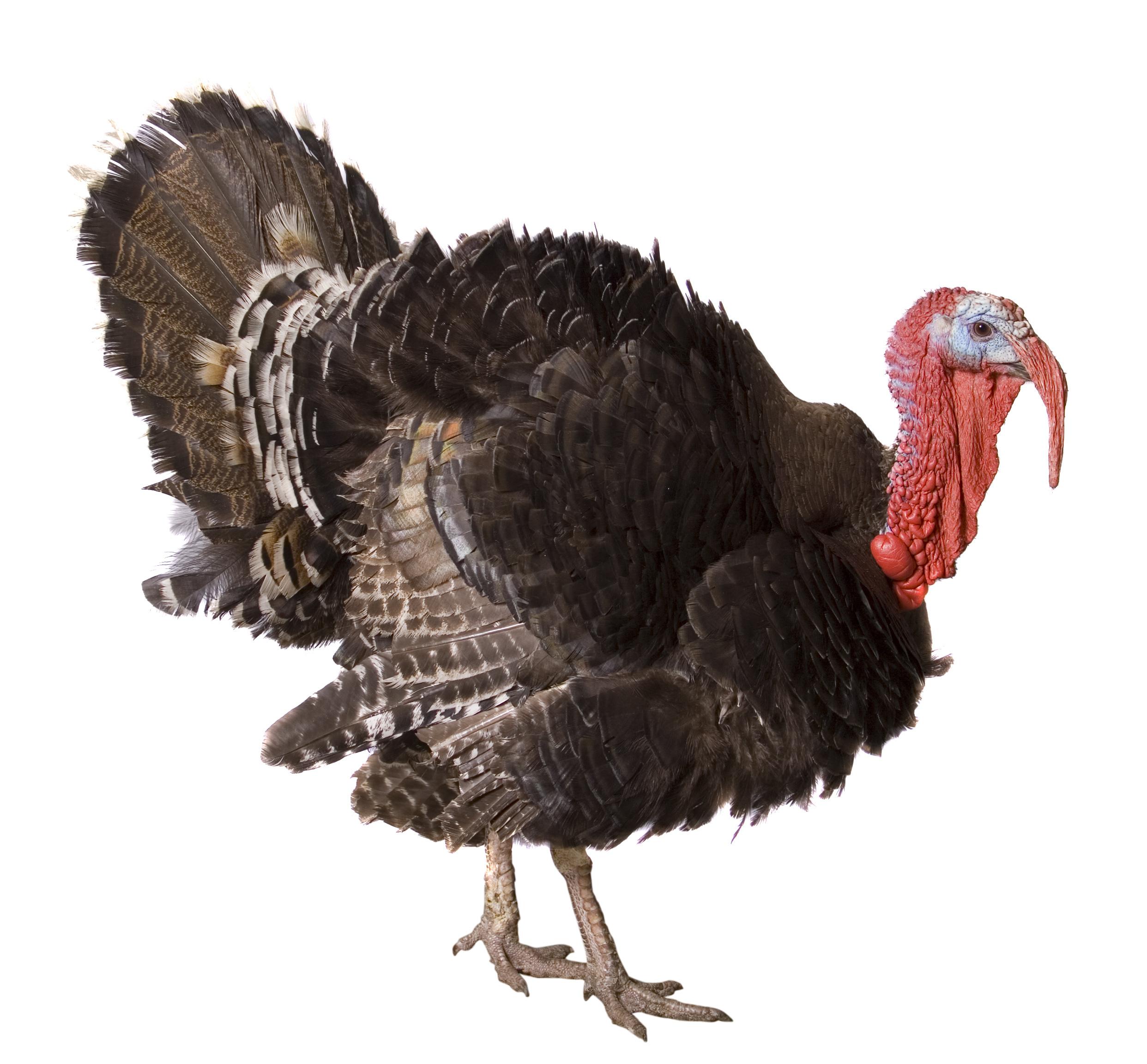 2484x2304 Turkey wallpaper, Animal, HQ Turkey pictureK Wallpaper 2019