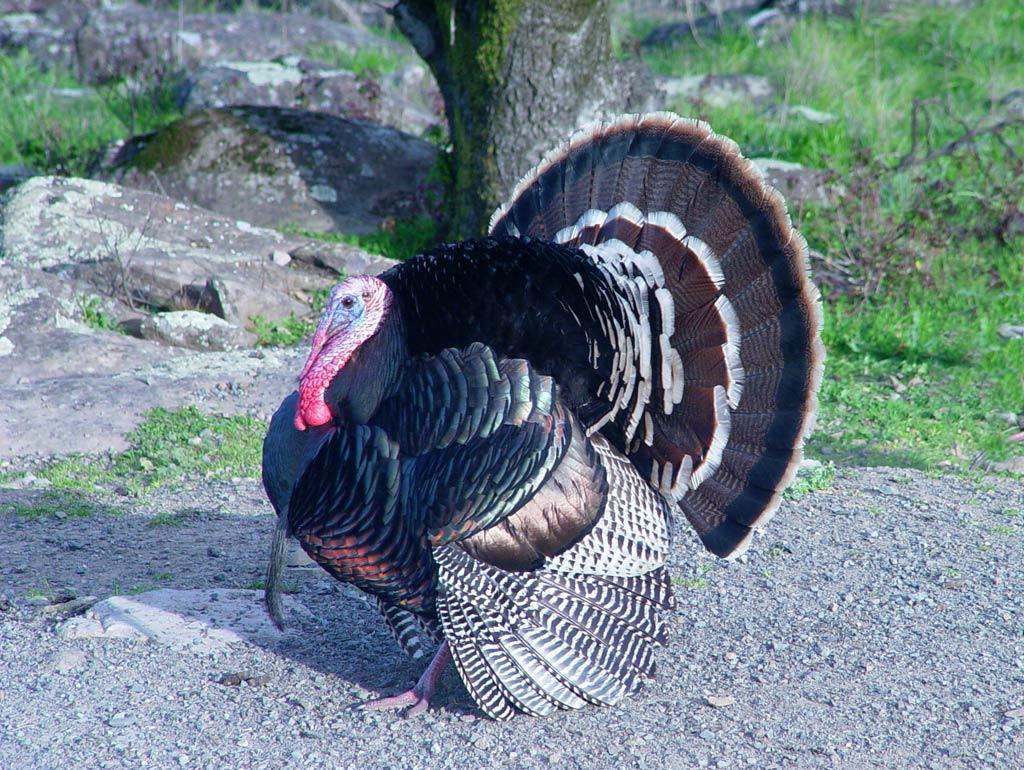 1024x770 Free Turkey Wallpaper