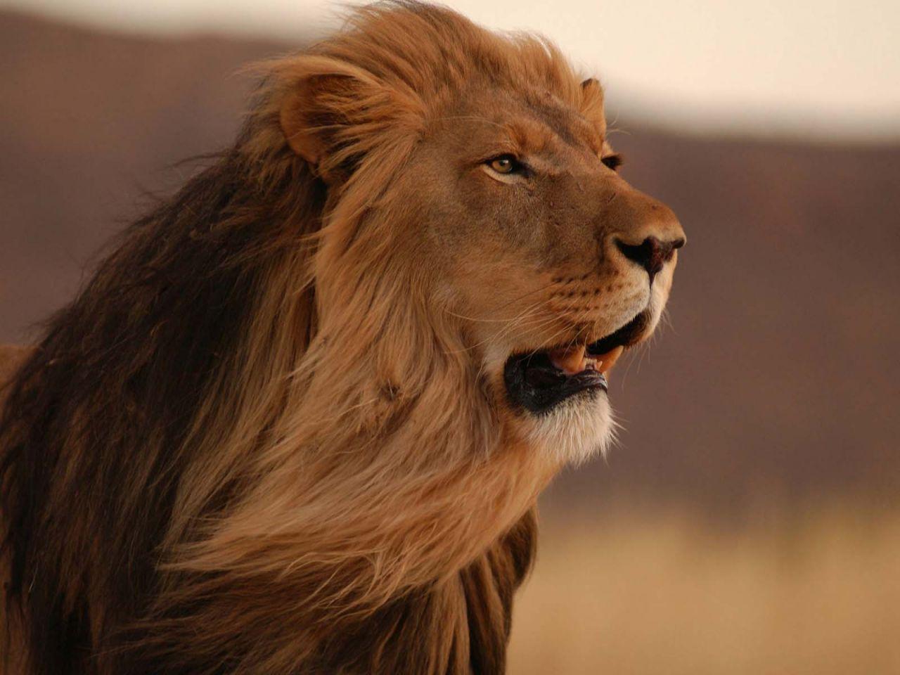 Big Lion Wallpapers Top Free Big Lion Backgrounds WallpaperAccess