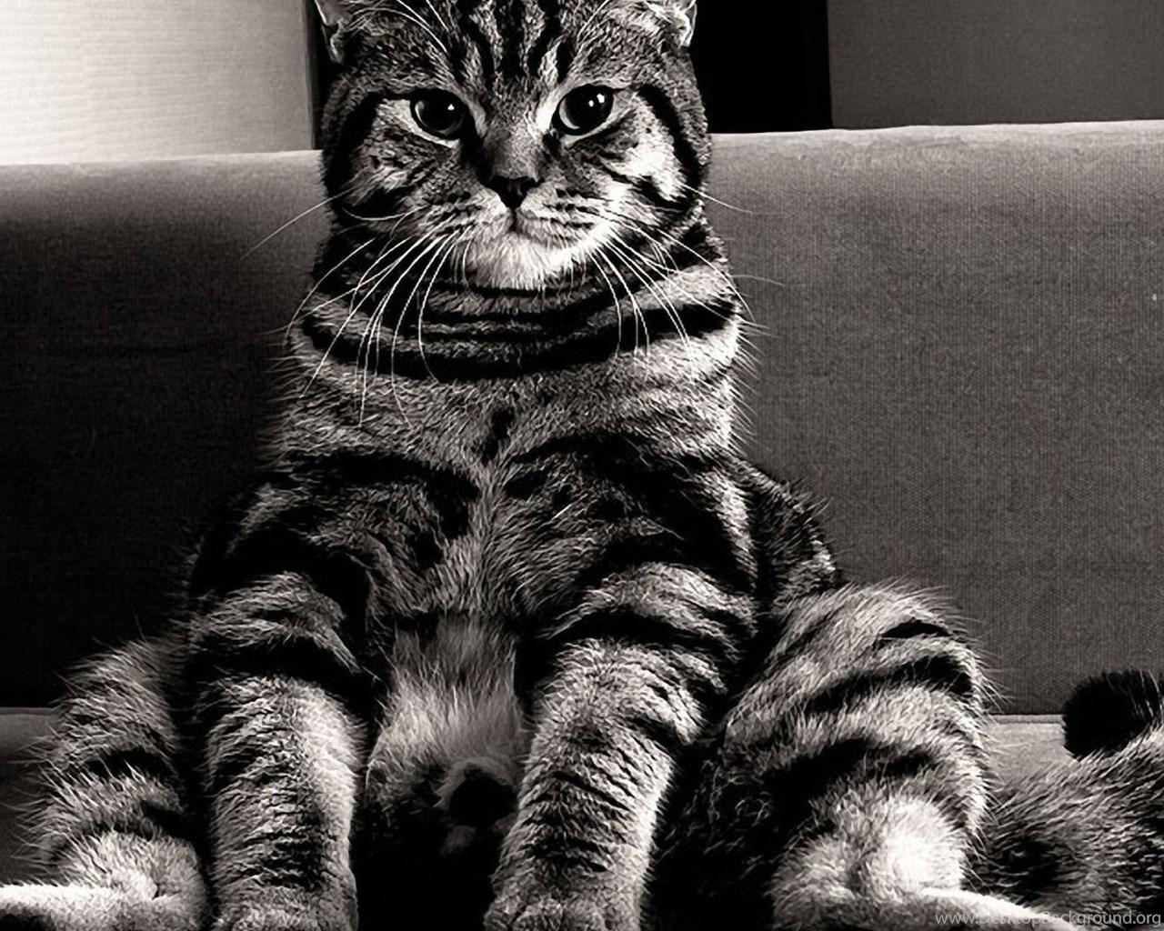 1280x1024 Monochromatic Cat Wallpaper Animal Wallpaper Desktop Background