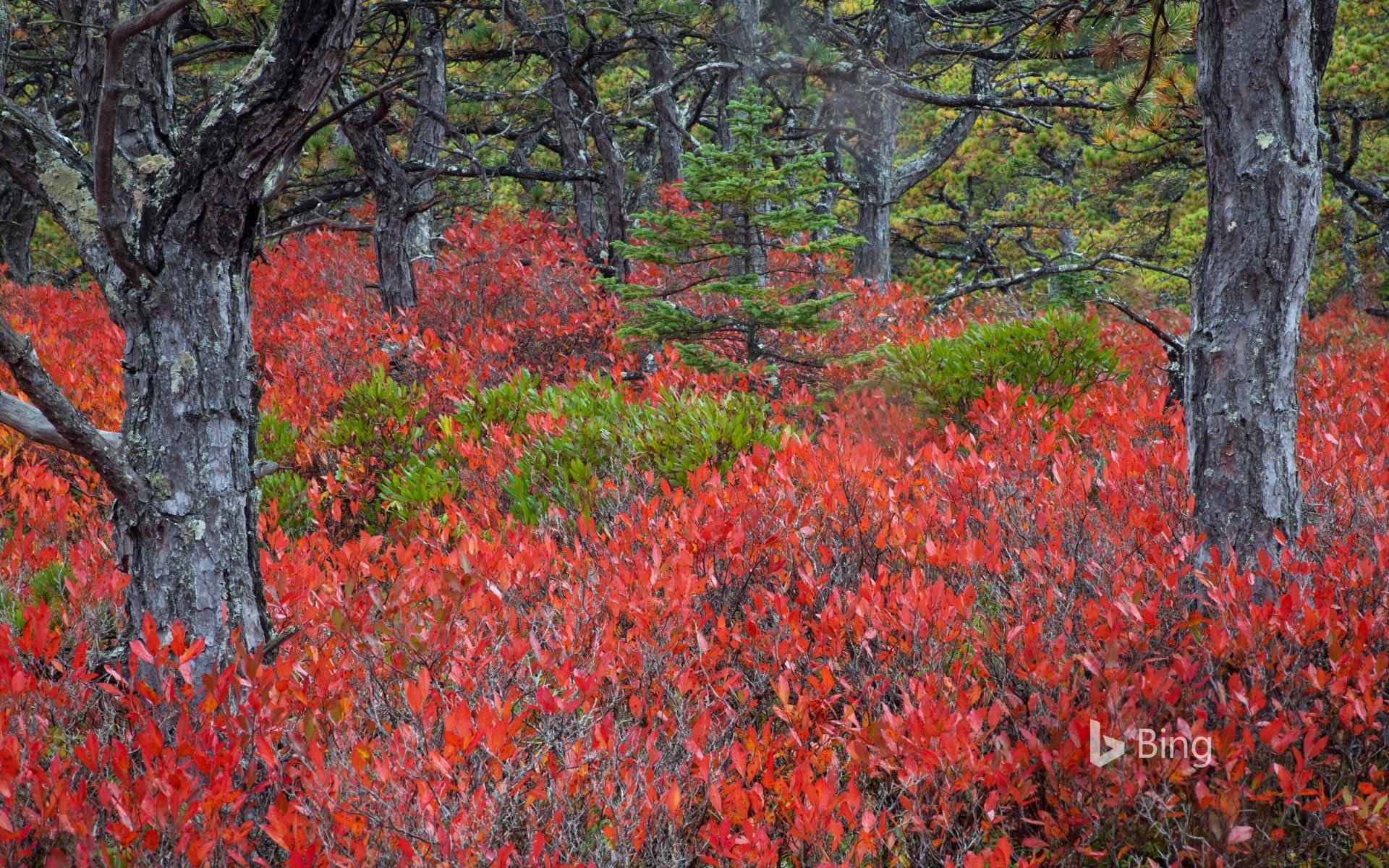 1920x1200 Highbush blueberry plants in Acadia National Park, Maine