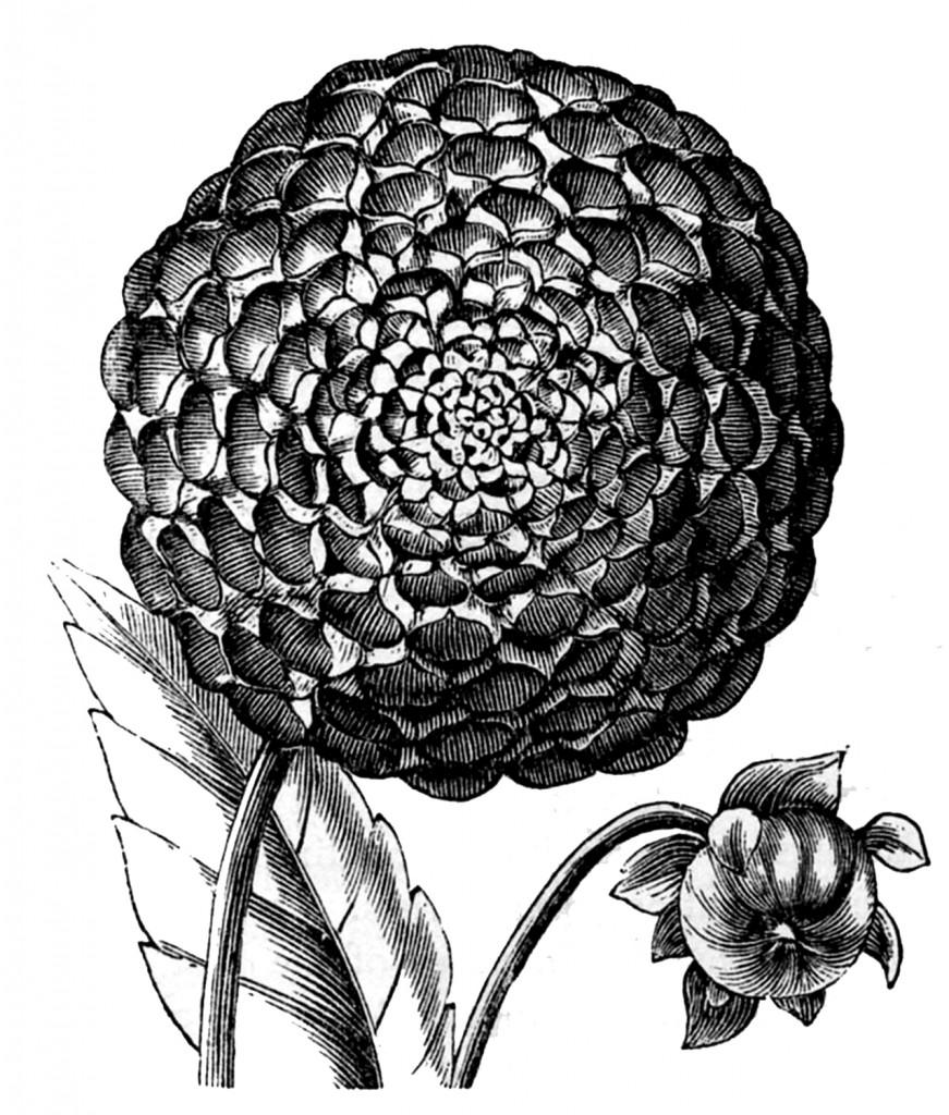 871x1024 Favorite Free Vintage Flower Image! Graphics Fairy