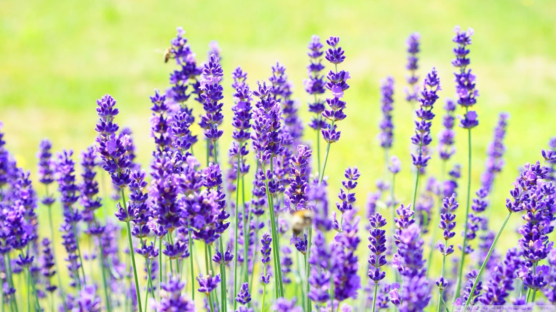 1920x1080 Purple Lavender Ultra HD Desktop Background Wallpaper for 4K UHD TV : Widescreen & UltraWide Desktop & Laptop : Multi Display, Dual Monitor : Tablet