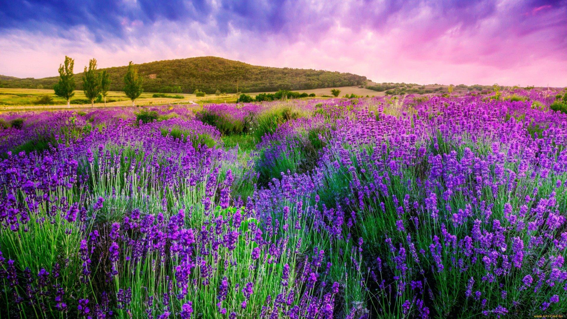 1920x1080 Lavender wallpaper 1920x1080 Full HD (1080p) desktop background