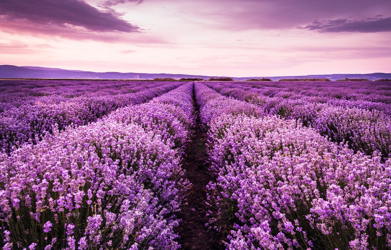 1332x850 Wallpaper field, summer, the sky, landscape, sunset, flowers, purple, lavender image for desktop, section пейзажи