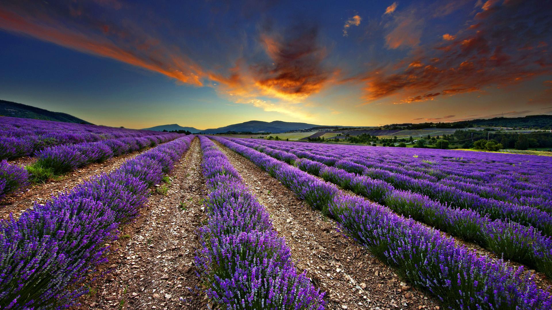 1920x1080 1920x Lavender Fields Fields Wallpaper HD