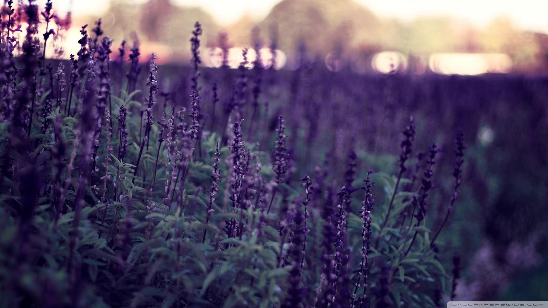 1920x1080 Free download Lavender Flowers Wallpaper 1920x1080 Lavender Flowers [ 1920x1080] for your Desktop, Mobile & Tablet. Explore Lavender Wallpaper Download. Purple Wallpaper, Blue Wallpaper, Purple and Silver Wallpaper