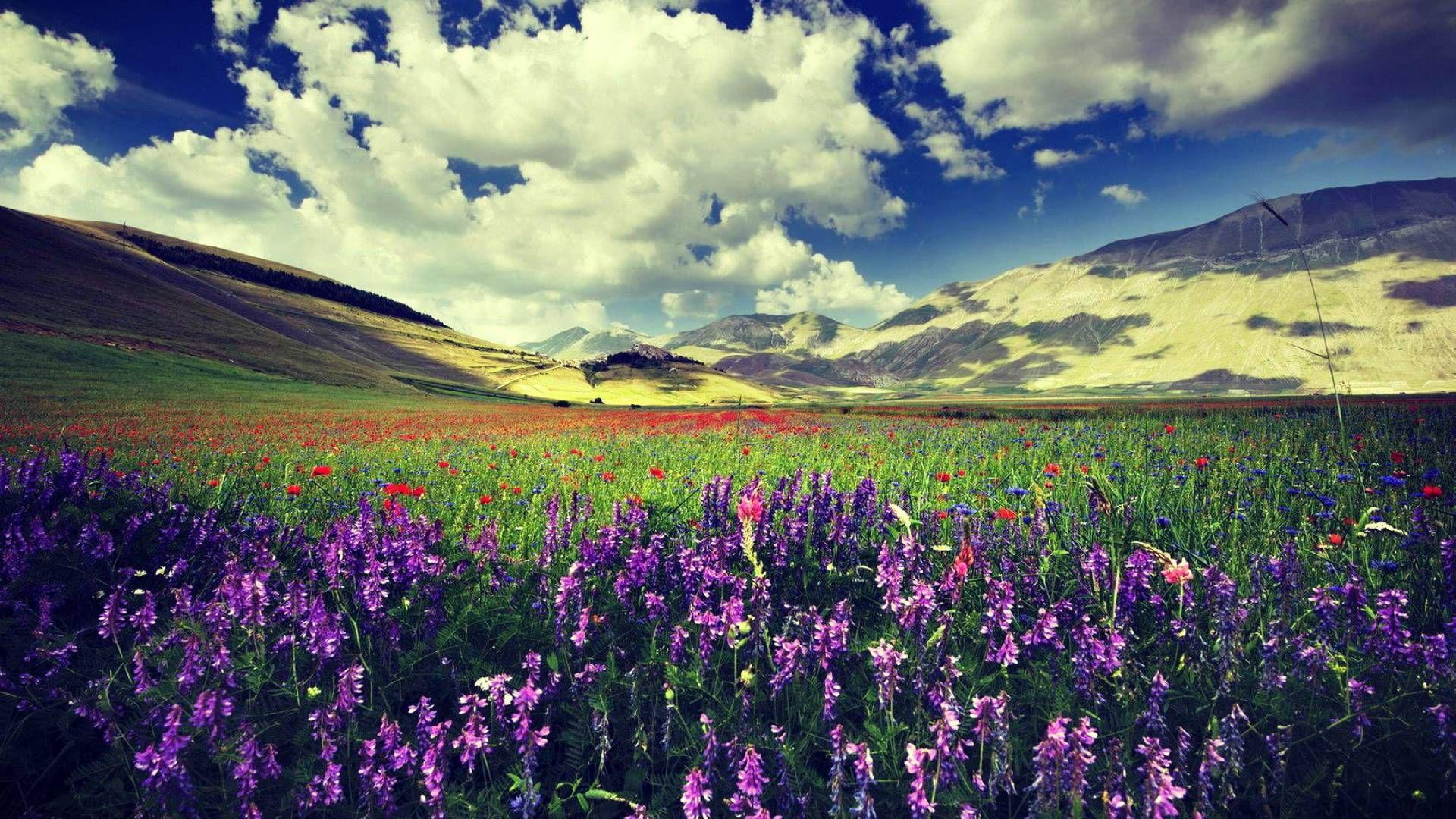 1920x1080 Lavender Plant Landscaping Wallpaper 1.920×1.080 Pixels. Landscape Wallpaper, Landscape, Landscape Background