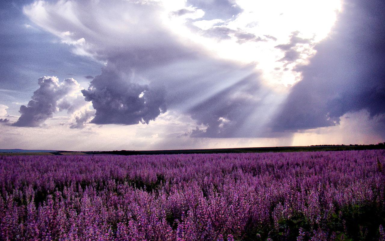 1280x800 Free download wallpaper 2 Landscape Wallpaper download wallpaper [1280x800] for your Desktop, Mobile & Tablet. Explore Lavender Wallpaper Download. Purple Wallpaper, Blue Wallpaper, Purple and Silver Wallpaper