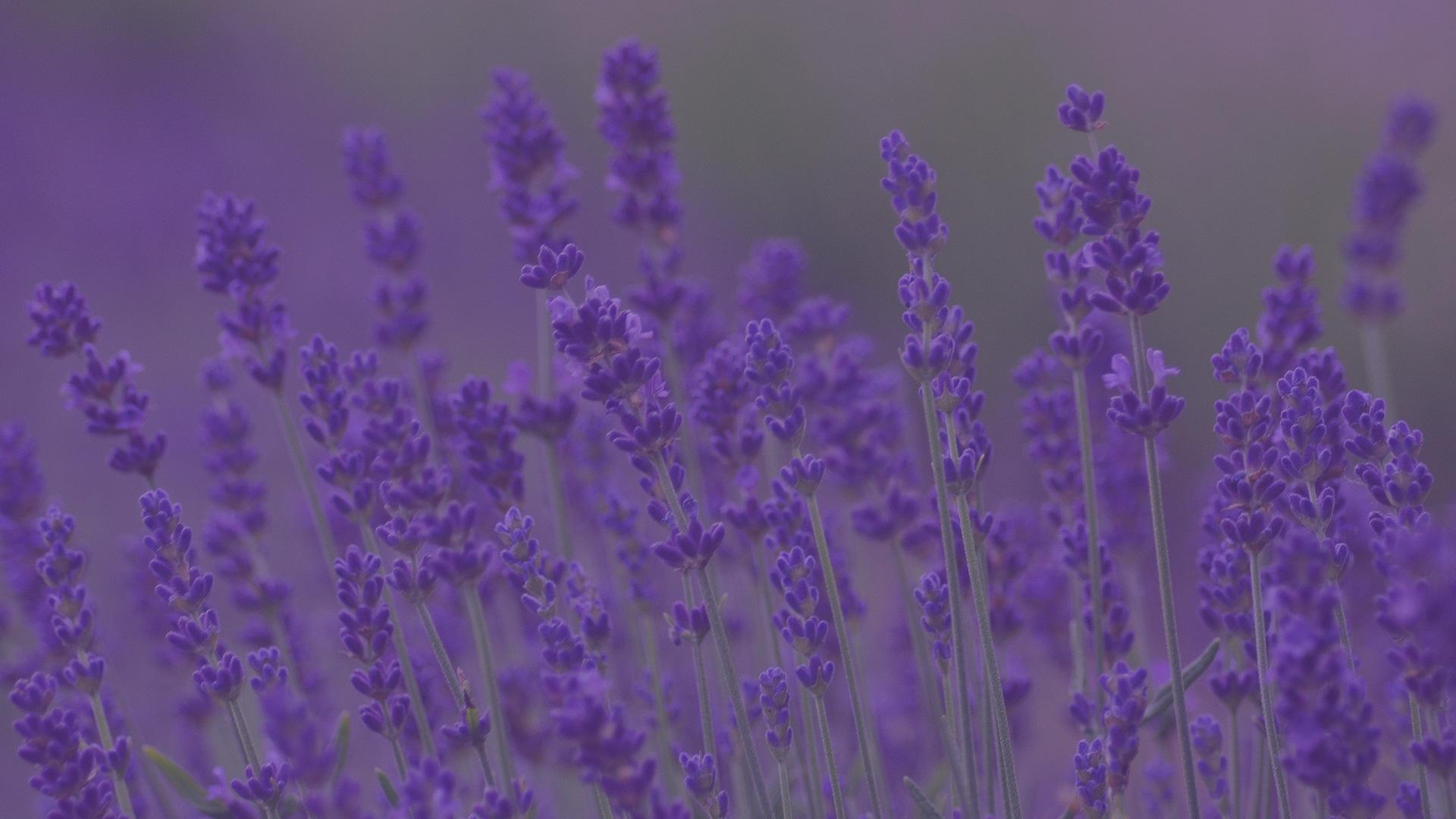 1920X1080 Lavender Wallpapers - Top Free 1920X1080 Lavender Backgrounds ...