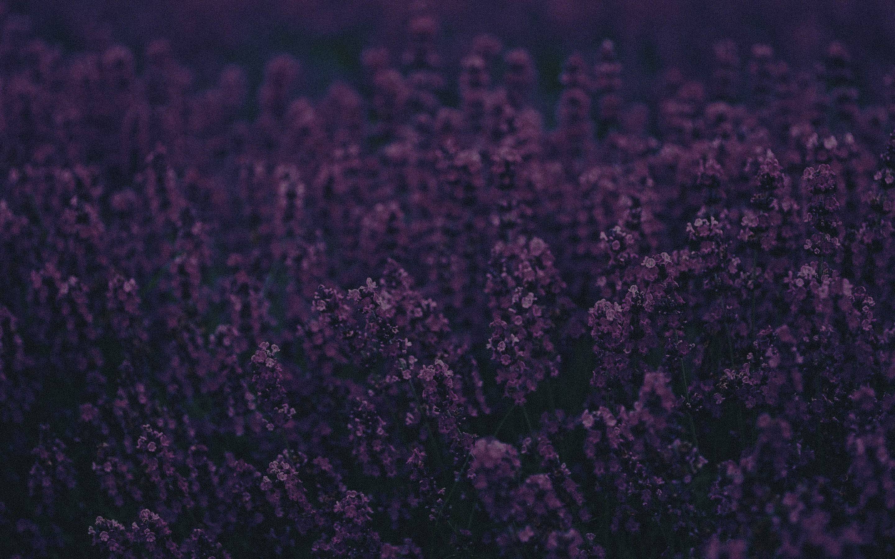 2880x1800 Lavender Wallpaper, HD Flowers 4K Wallpaper, Image and Background