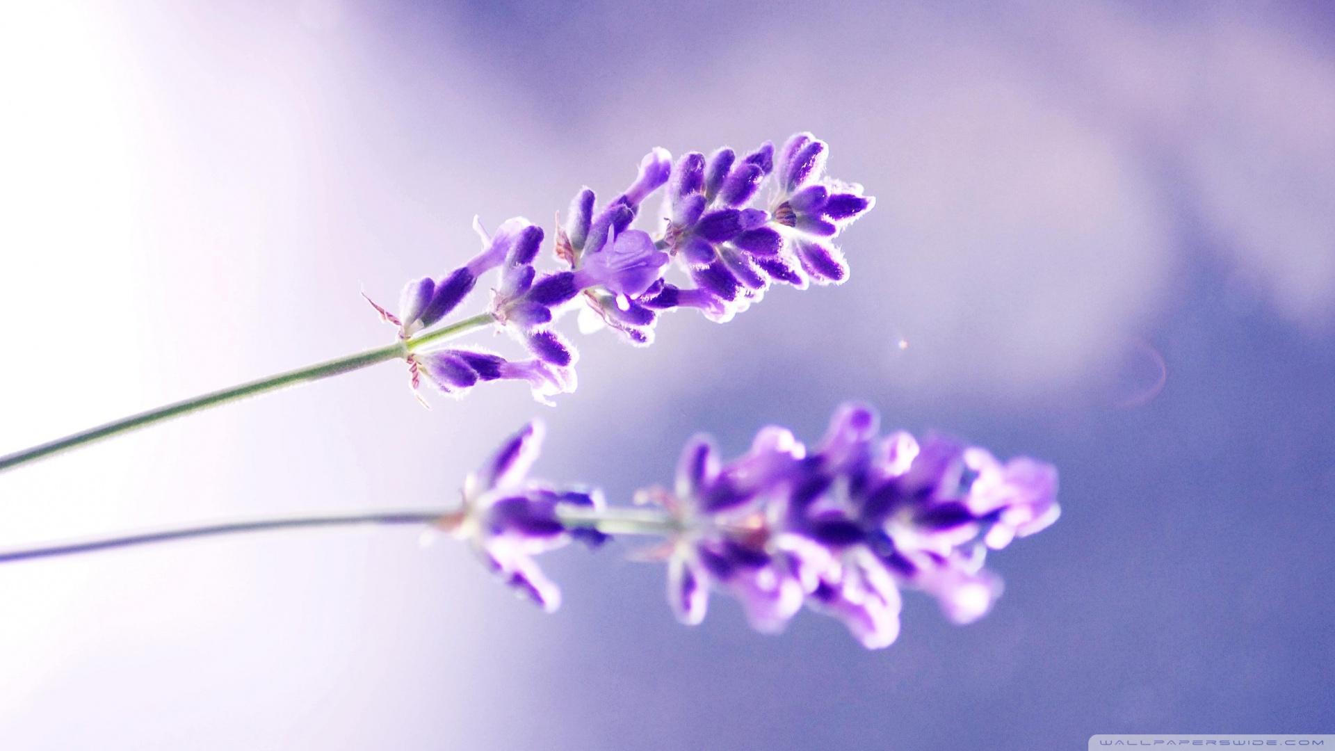 1920x1080 Free download Lavender Flower Wallpaper HD Wallpaper Pretty [1920x1080] for your Desktop, Mobile & Tablet. Explore Lavender Flower Wallpaper. Lavender Wallpaper, Wallpaper for Walls Purple Floral, Purple Flower Wallpaper Background