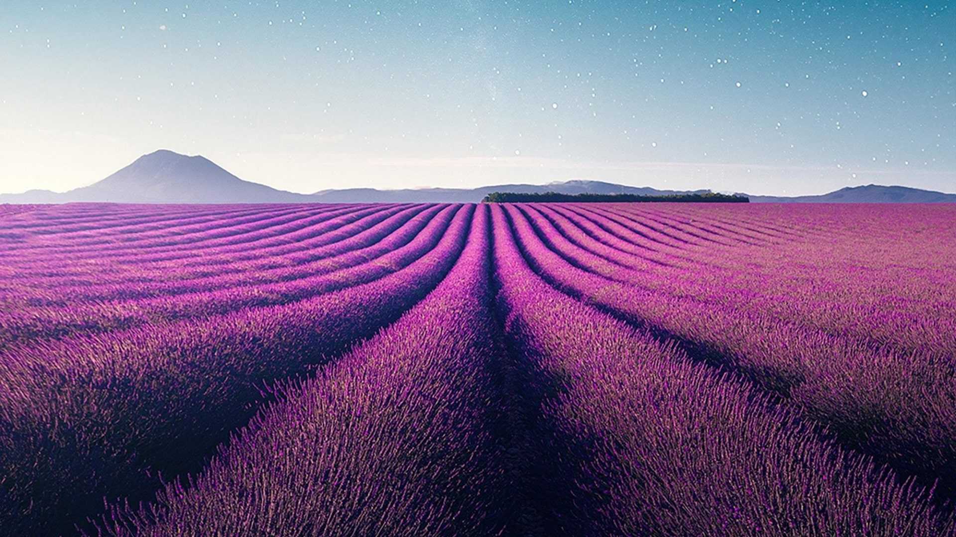 1920x1080 Lavender Fields Wallpaper Free HD Wallpaper