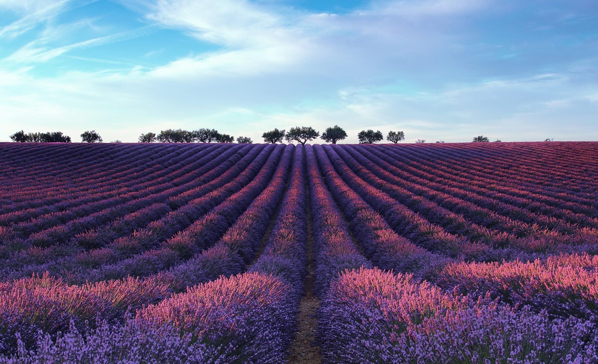 Landscape Lavender Wallpapers - Top Free Landscape Lavender Backgrounds ...