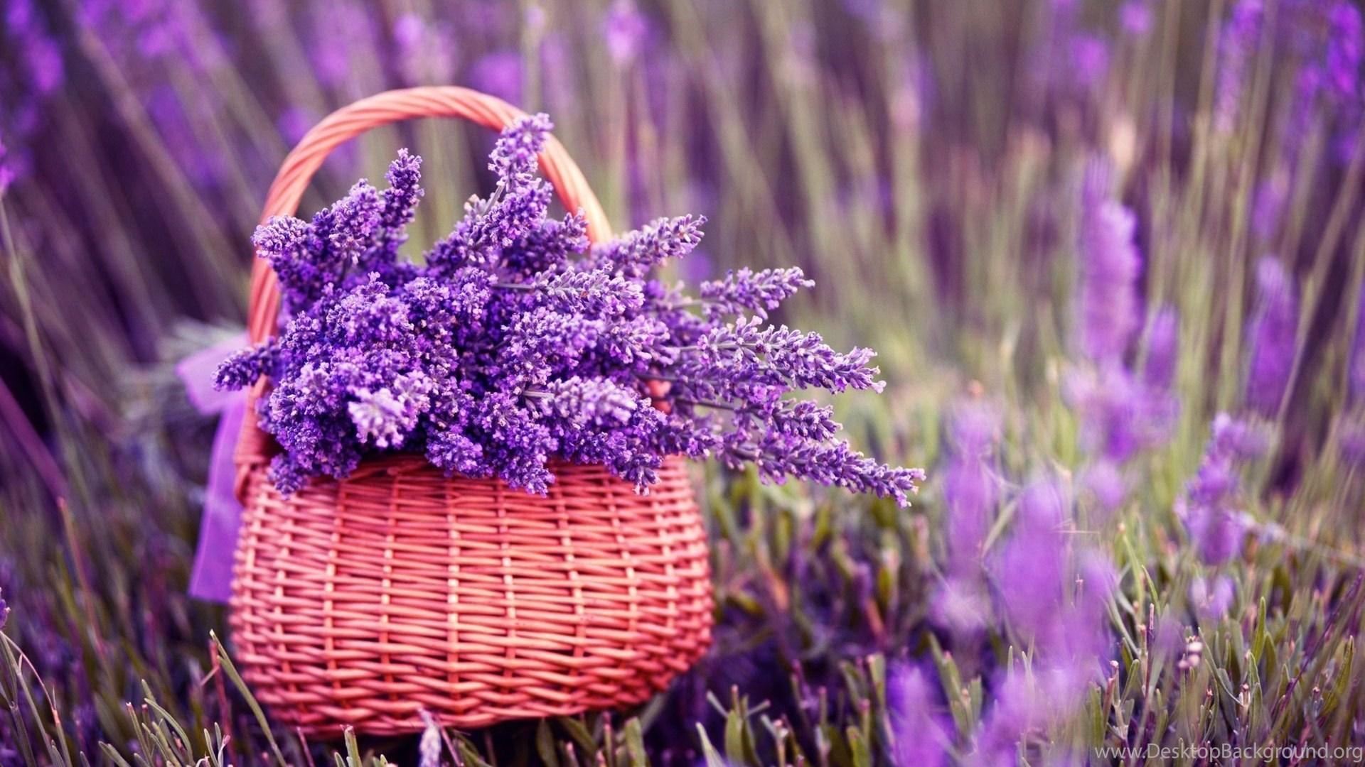 1920x1080 Purple Lavender Flower In Basket Wallpaper HD For Desktop Desktop Background