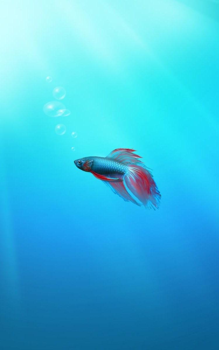 Blue Betta Fish Wallpapers - Top Free Blue Betta Fish Backgrounds