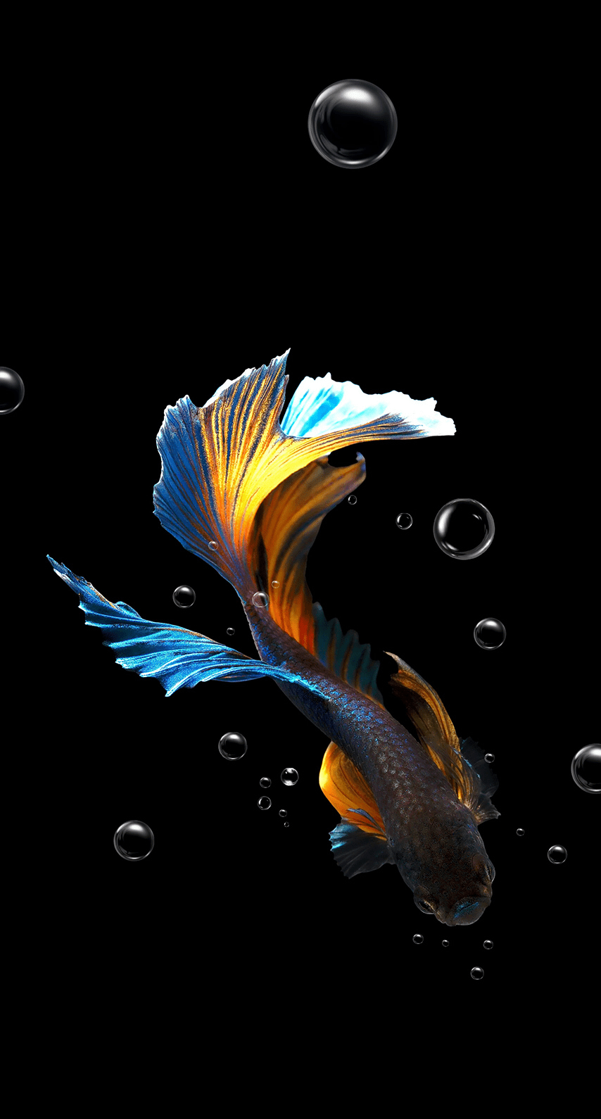 Koi fish HD wallpapers  Pxfuel