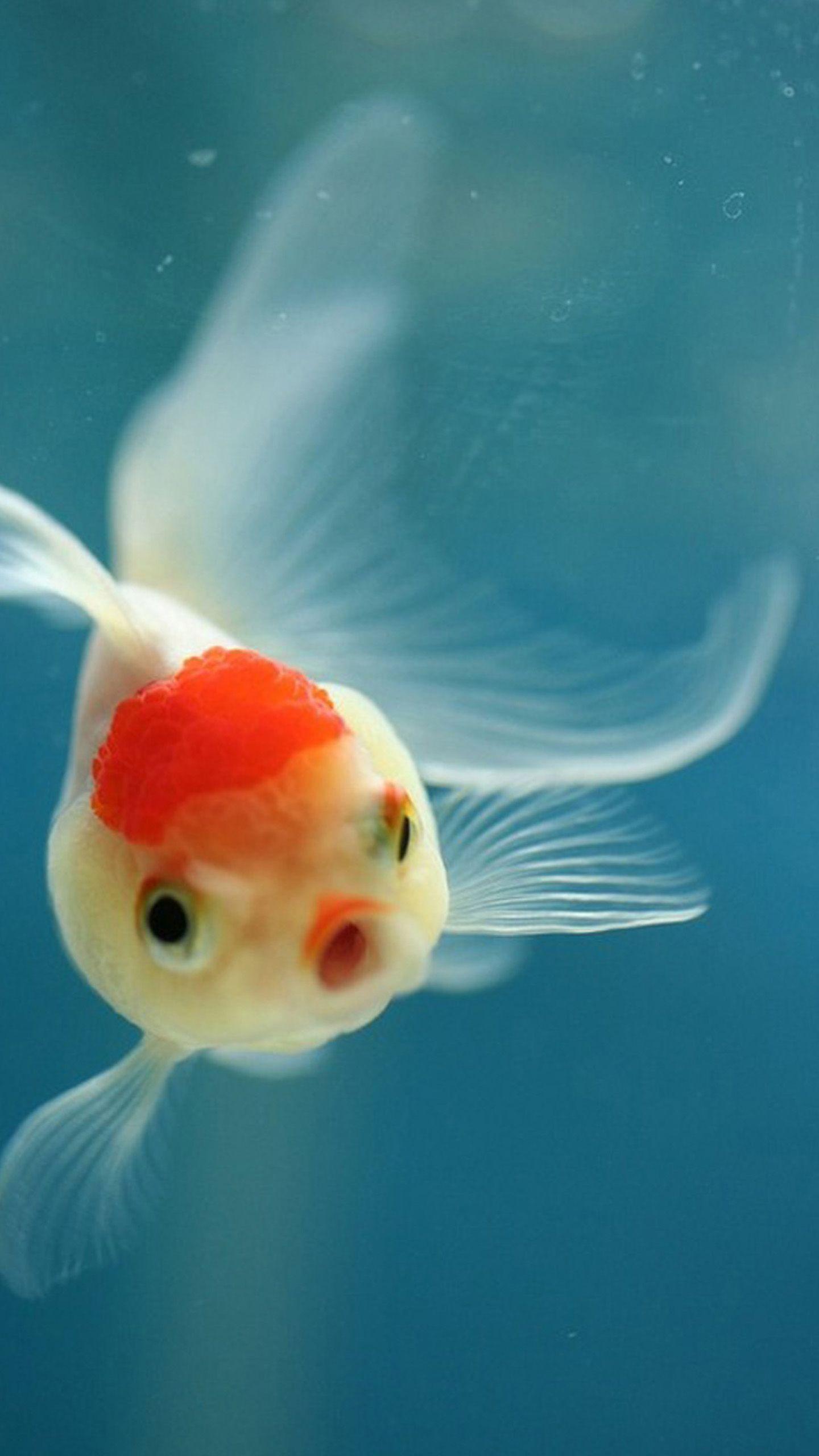 1440x2560 Fish Mobile Wallpaper HD Fish Wallpaper Download HD Wallpaper