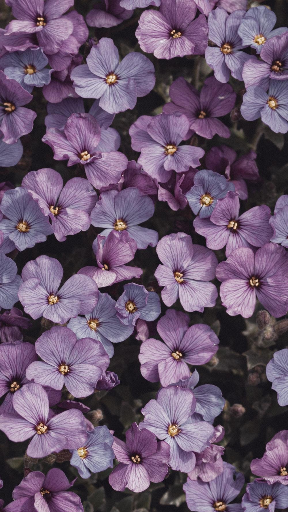 1000x1778 Purple Aesthetic Picture. Download Free Image