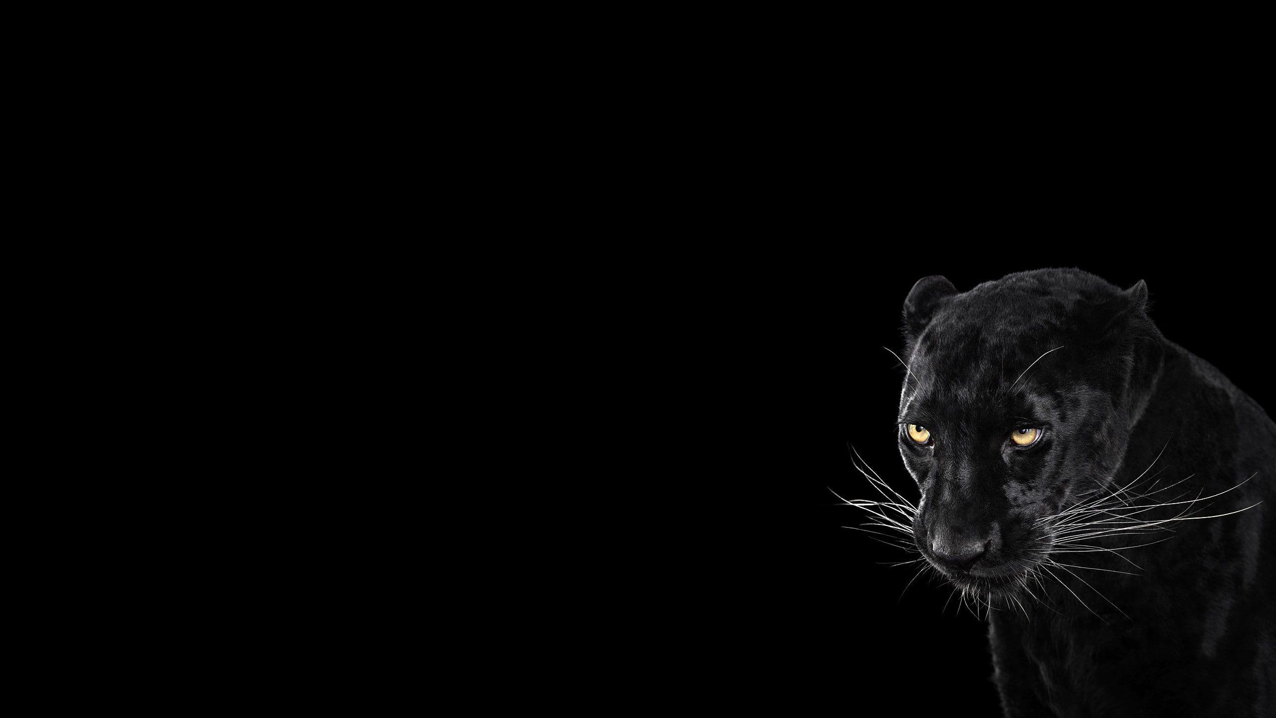 2560x1440 Panther, Black Background, Cool, Animal #panther black background #cool #animal x1440 K. Animal wallpaper, Black panther HD wallpaper, Black jaguar animal