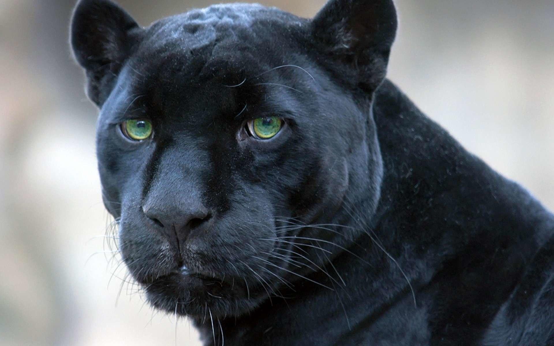 1920x1200 Black Panther Marvel HD
