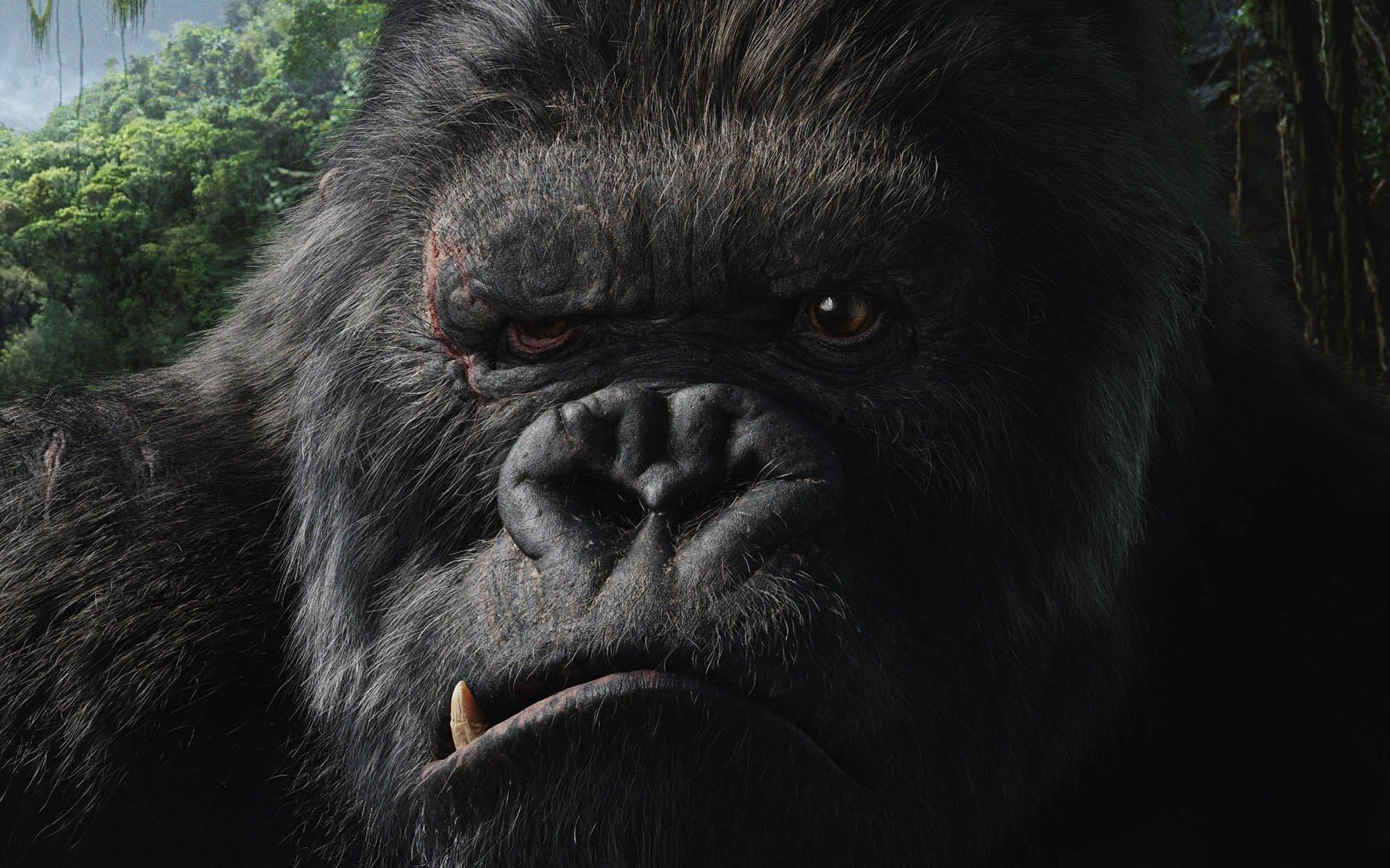 1920x1200 King Kong HD Wallpaper and Background Image
