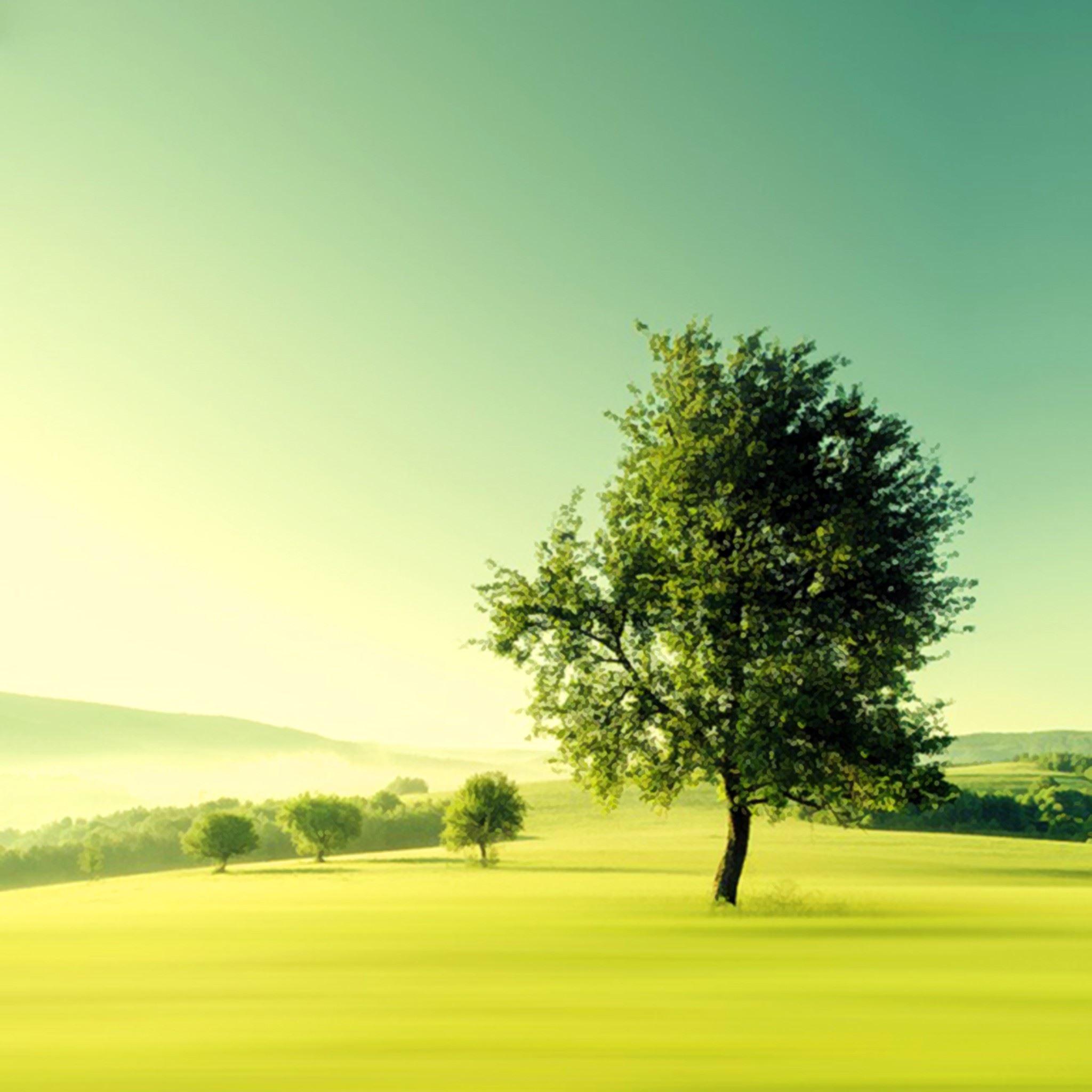 2048x2048 Nature Lonely Tree Plain Field iPad Air Wallpaper Free Download