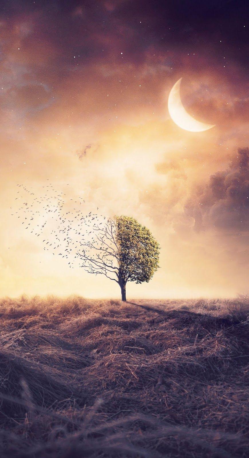 870x1600 Somewhere. lonely #wallpaper #iphone #android #background #followme. Nature wallpaper, Nature iphone wallpaper, Wallpaper background