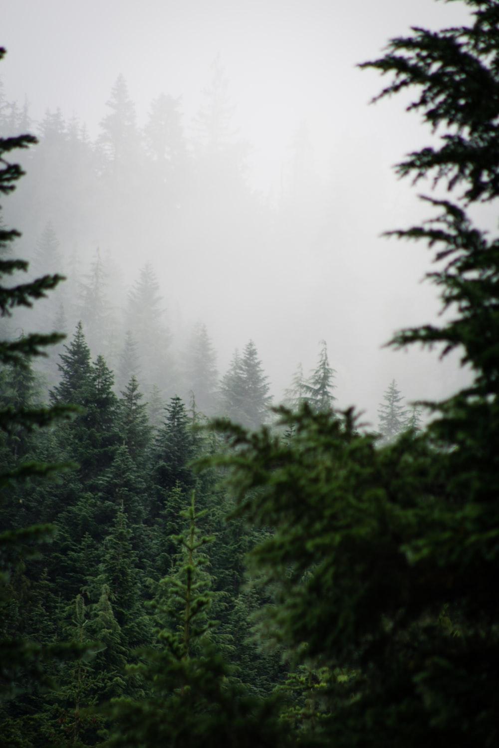 Pacific Northwest Winter Wallpapers - Top Free Pacific Northwest Winter ...