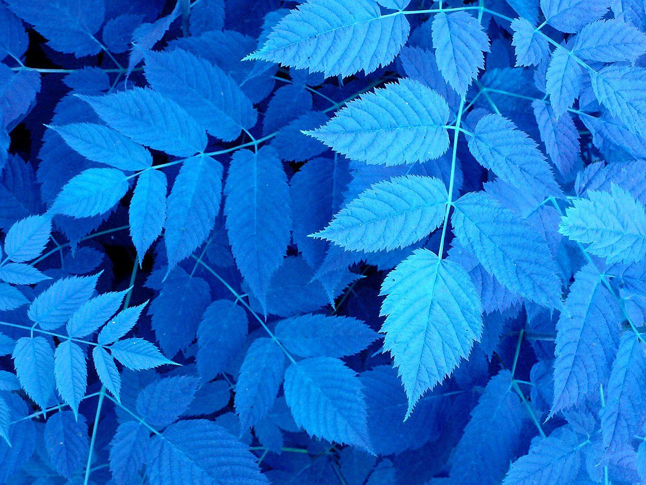 Blue Leaves Wallpapers - Top Free Blue Leaves Backgrounds - WallpaperAccess