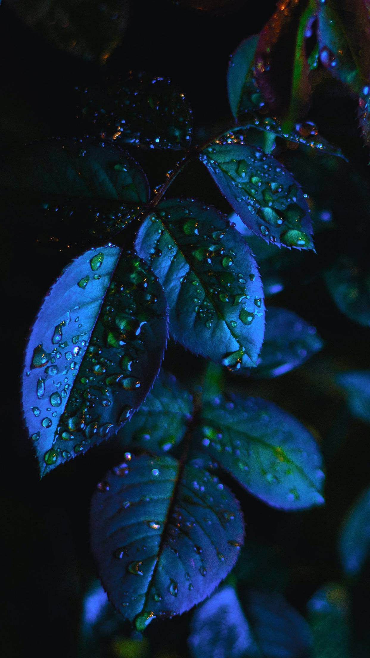 1242x2208 Leaves Wallpaper
