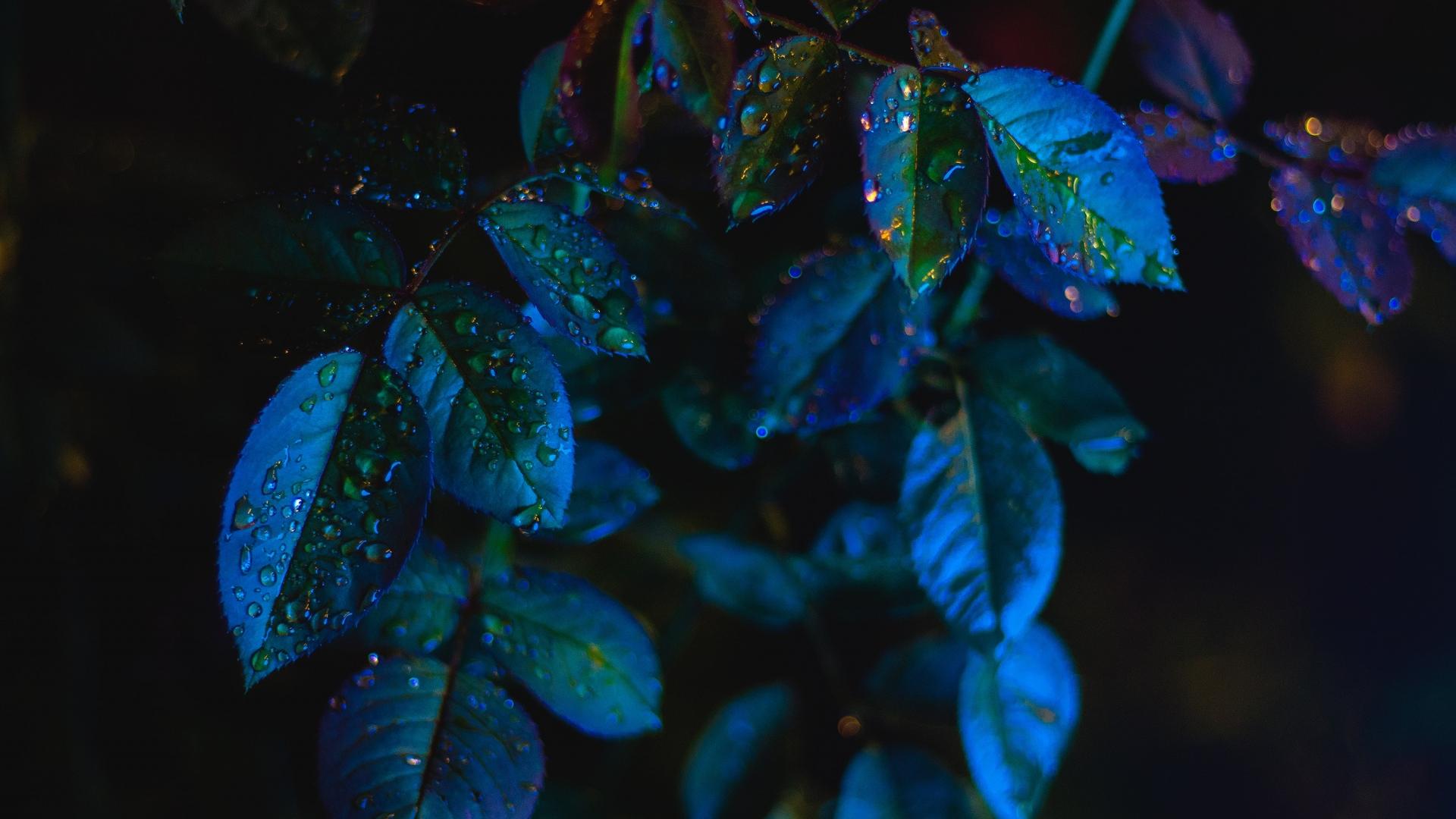 1920x1080 #depth of field, #water drops, #blue, #leaves, #dark, #simple, wallpaper. Mocah HD Wallpaper
