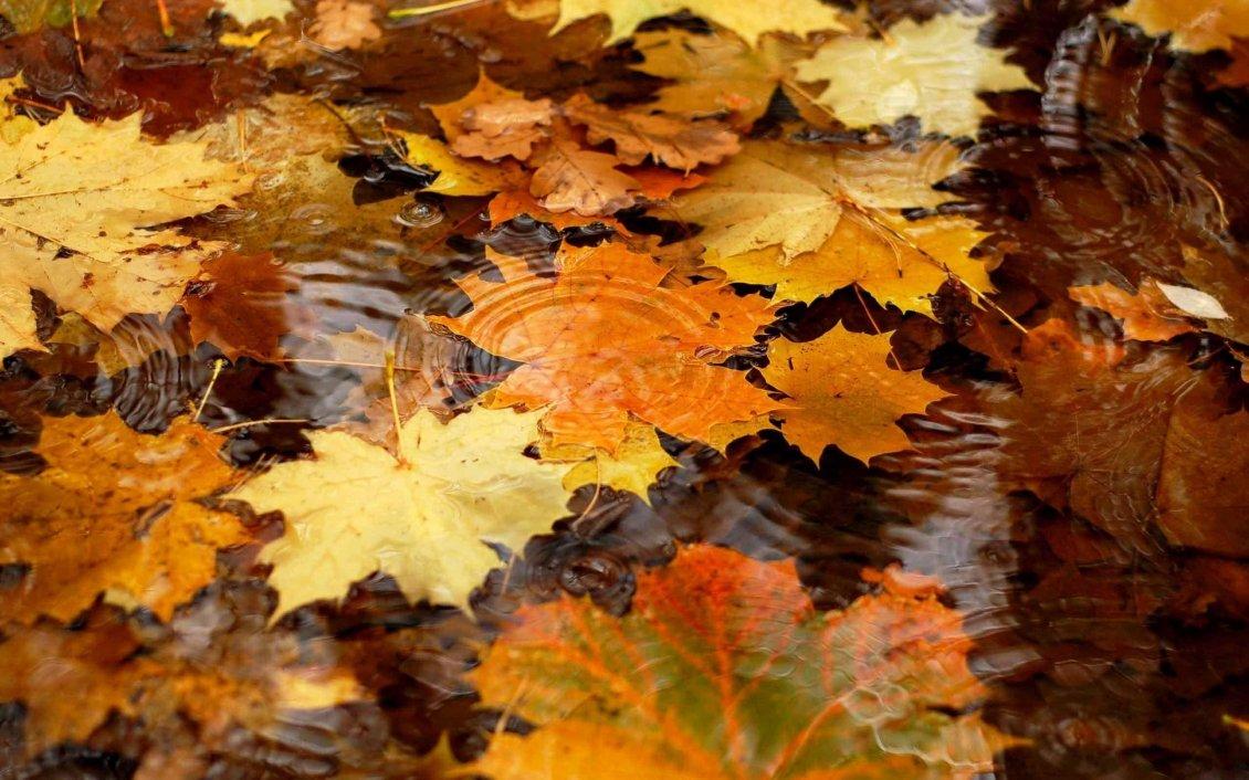 1130x706 Autumn leaves in the rain water