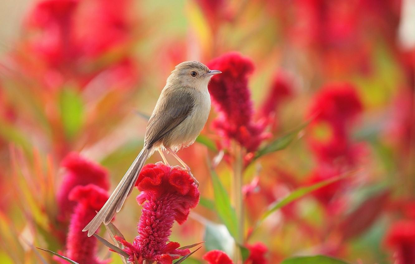 1332x850 Wallpaper flower, summer, bird, meadow image for desktop, section животные