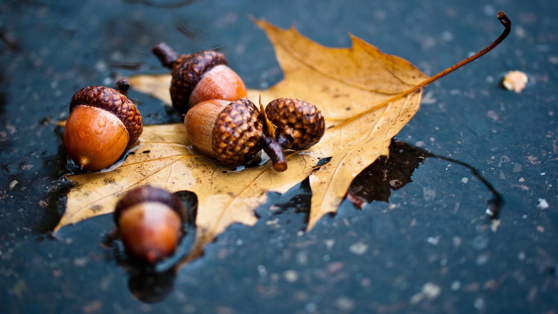 1920x1080 Download 1920x1080 Puddle, Leaf, Autumn, Rain Wallpaper for Widescreen