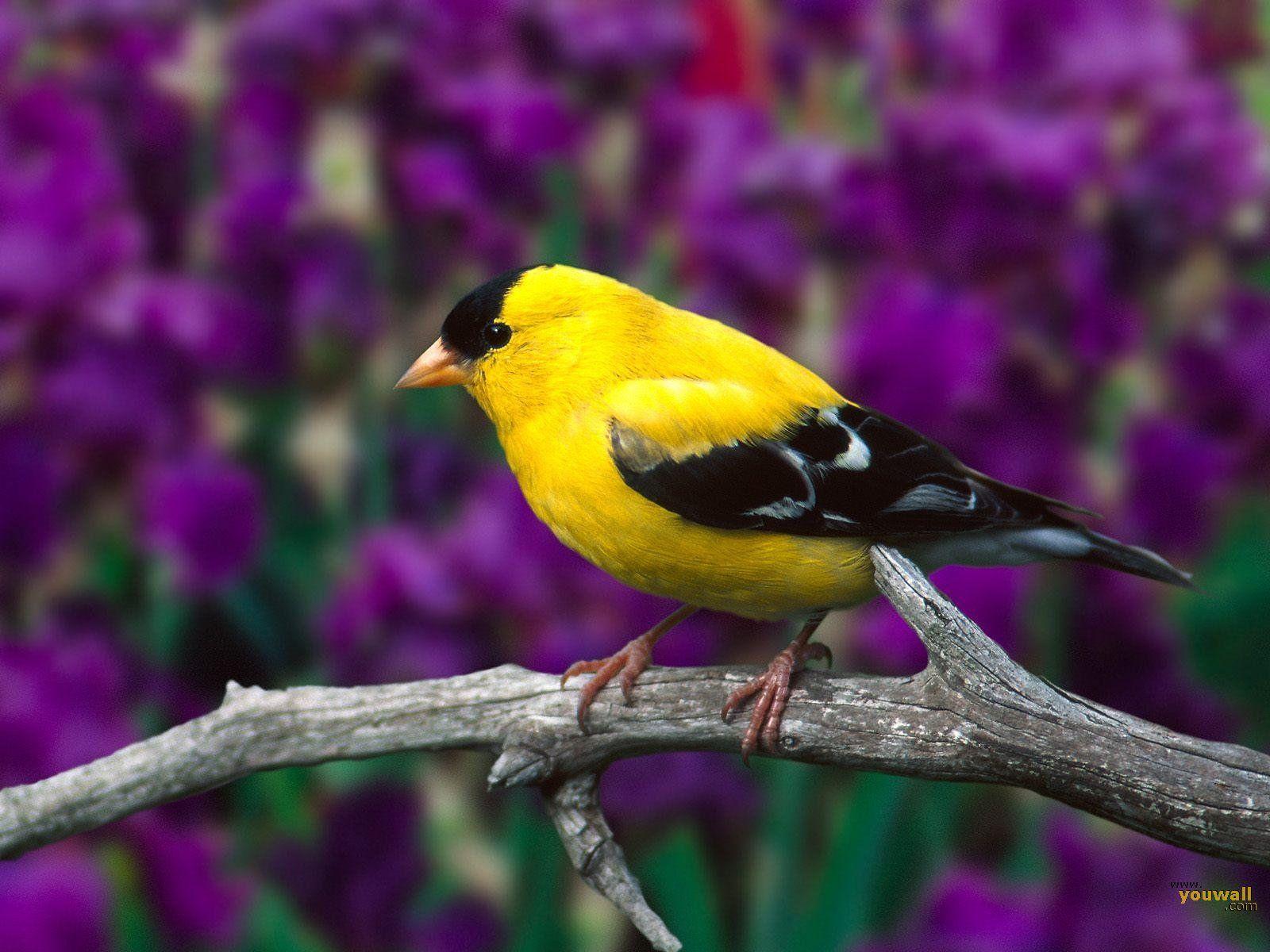 1600x1200 Summer Birds Wallpaper