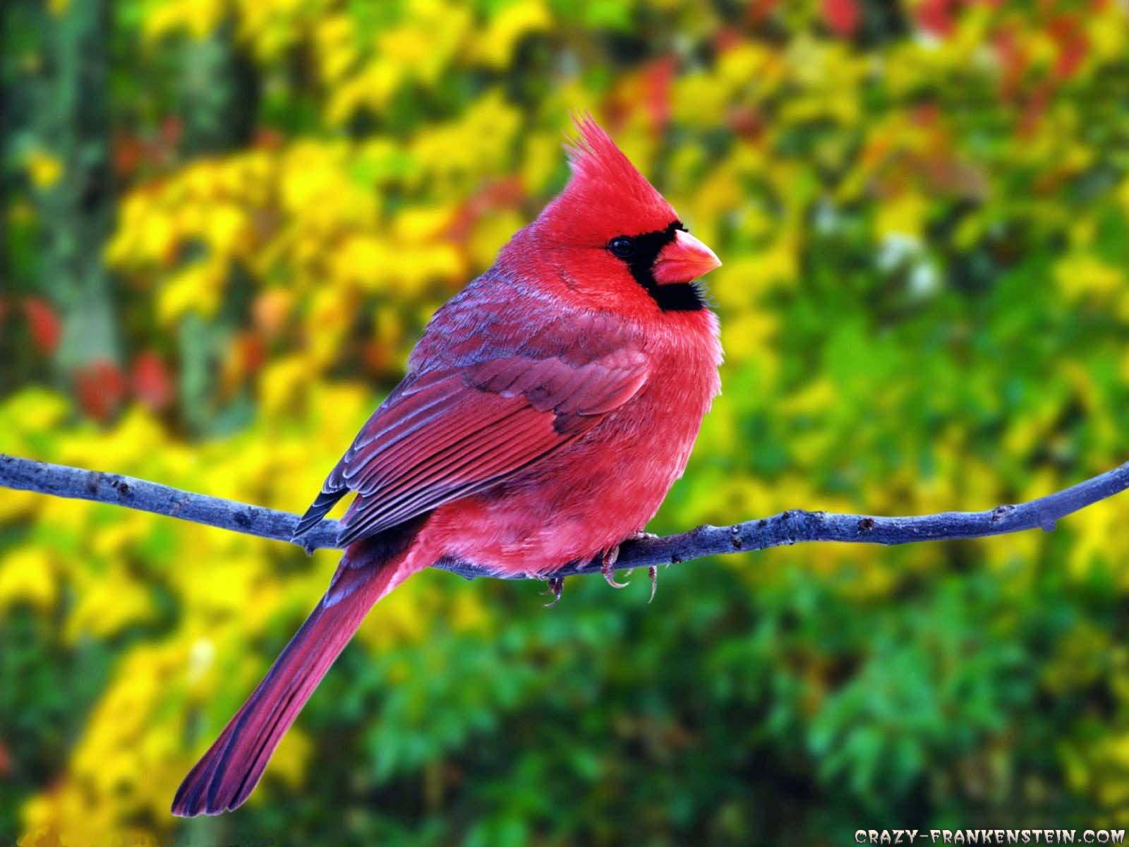 1600x1200 Summer Birds Wallpaper