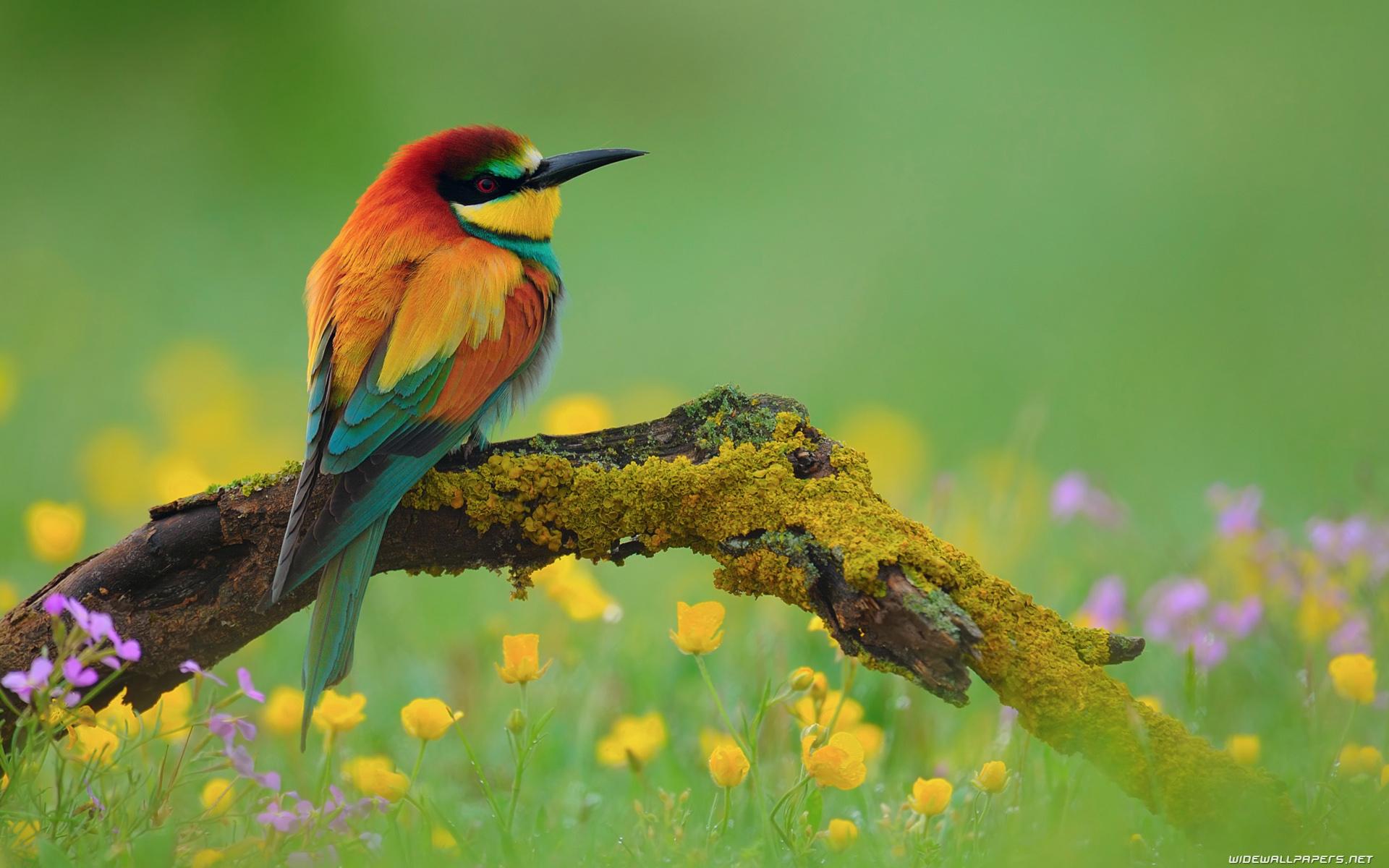 1920x1200 26++ Summer Wallpaper Birds