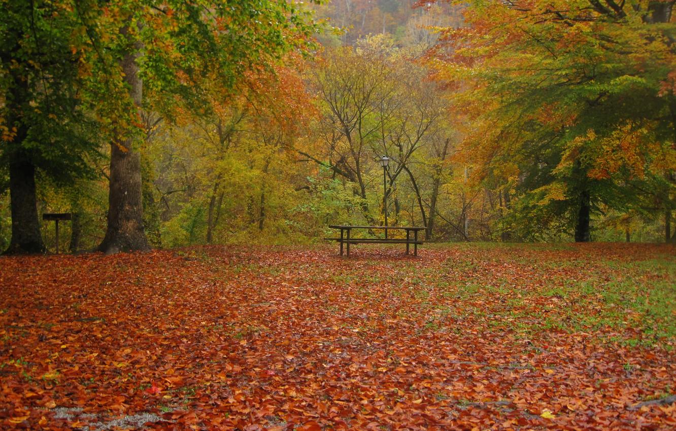 1332x850 Photo Wallpaper Autumn, Leaves, Trees, Nature, Park, Autumn Rain HD Wallpaper