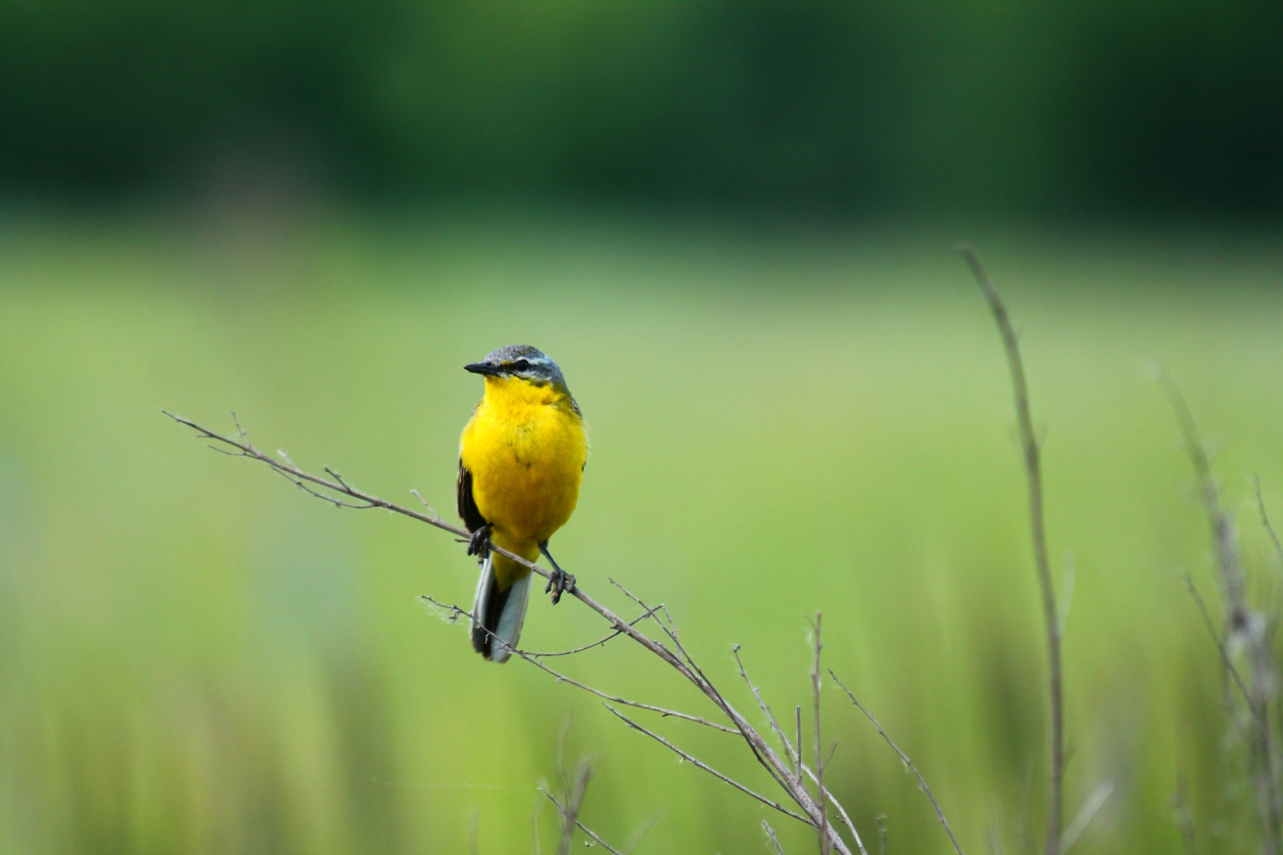 4272x2848 Summer Birds Wallpaper