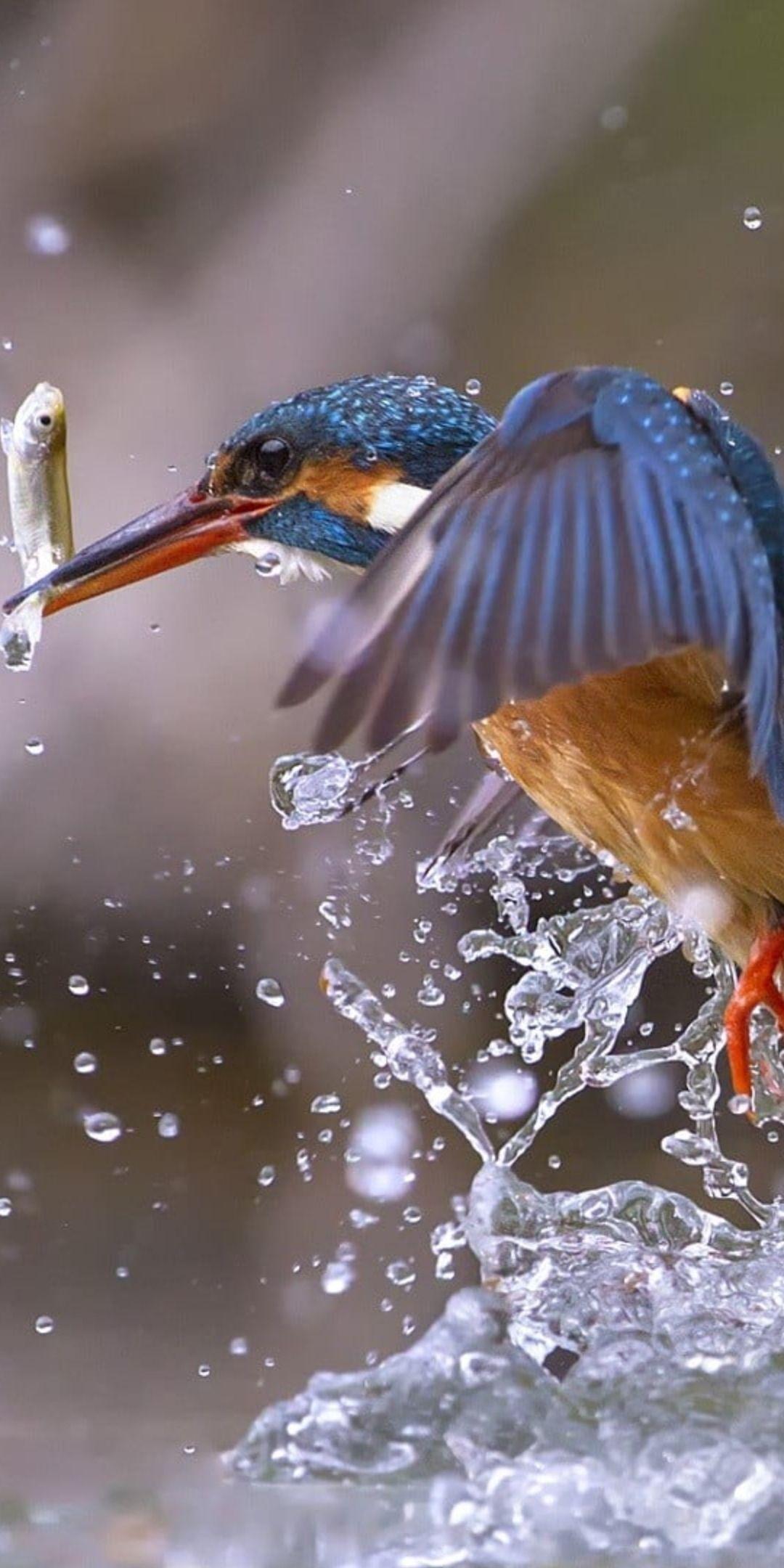1080x2160 Kingfisher, bird, fishing, water splashes wallpaper. Kingfisher bird, Bird, Bird wallpaper