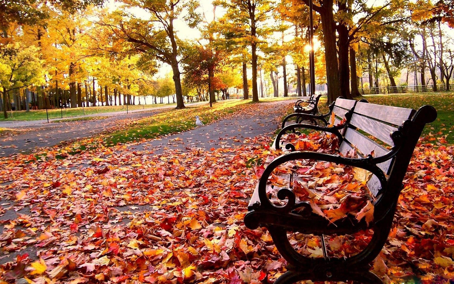 1920x1200 12++ Autumn Rain Wallpaper HD