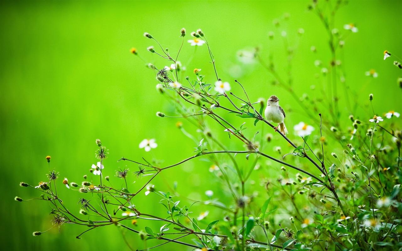 1280x800 Wallpaper Summer bird in the grass, green background 1920x1200 HD Picture, Image