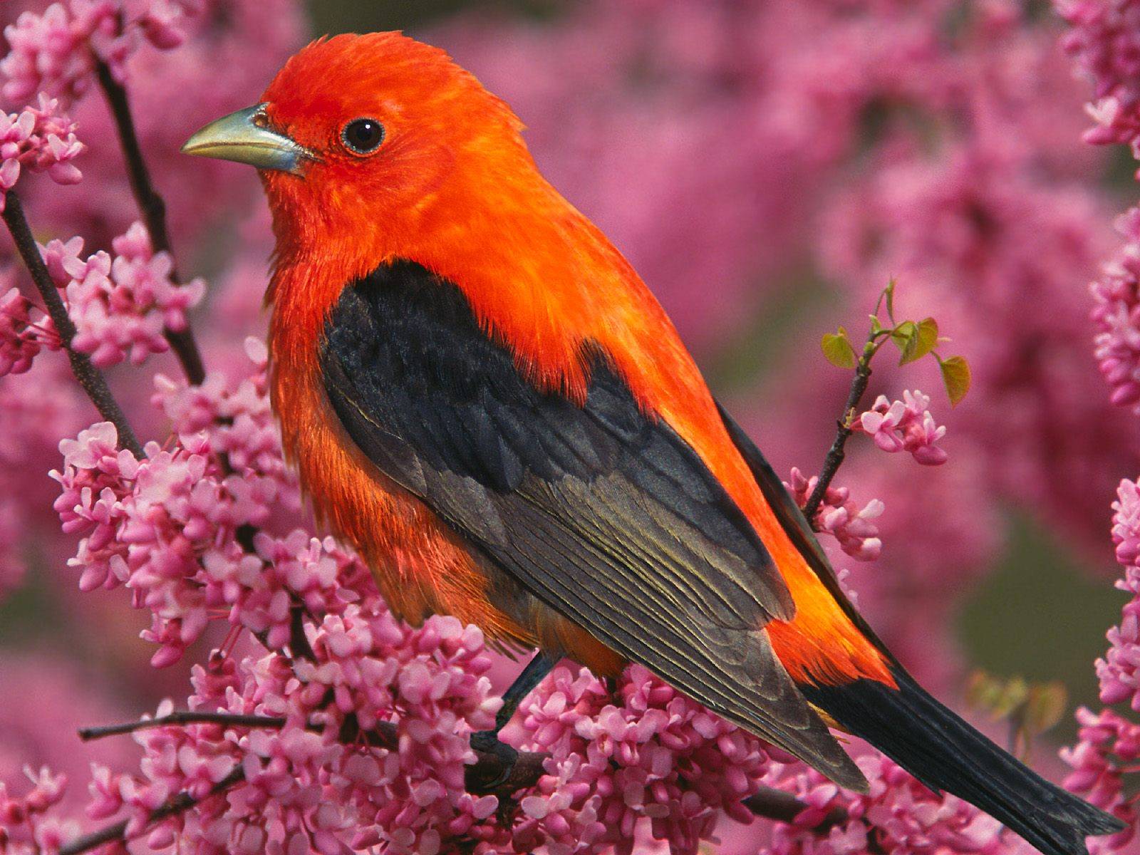 1600x1200 Free download is one of the most beautiful SM birds in the forest during the summer [1600x1200] for your Desktop, Mobile & Tablet. Explore Summer Birds Wallpaper