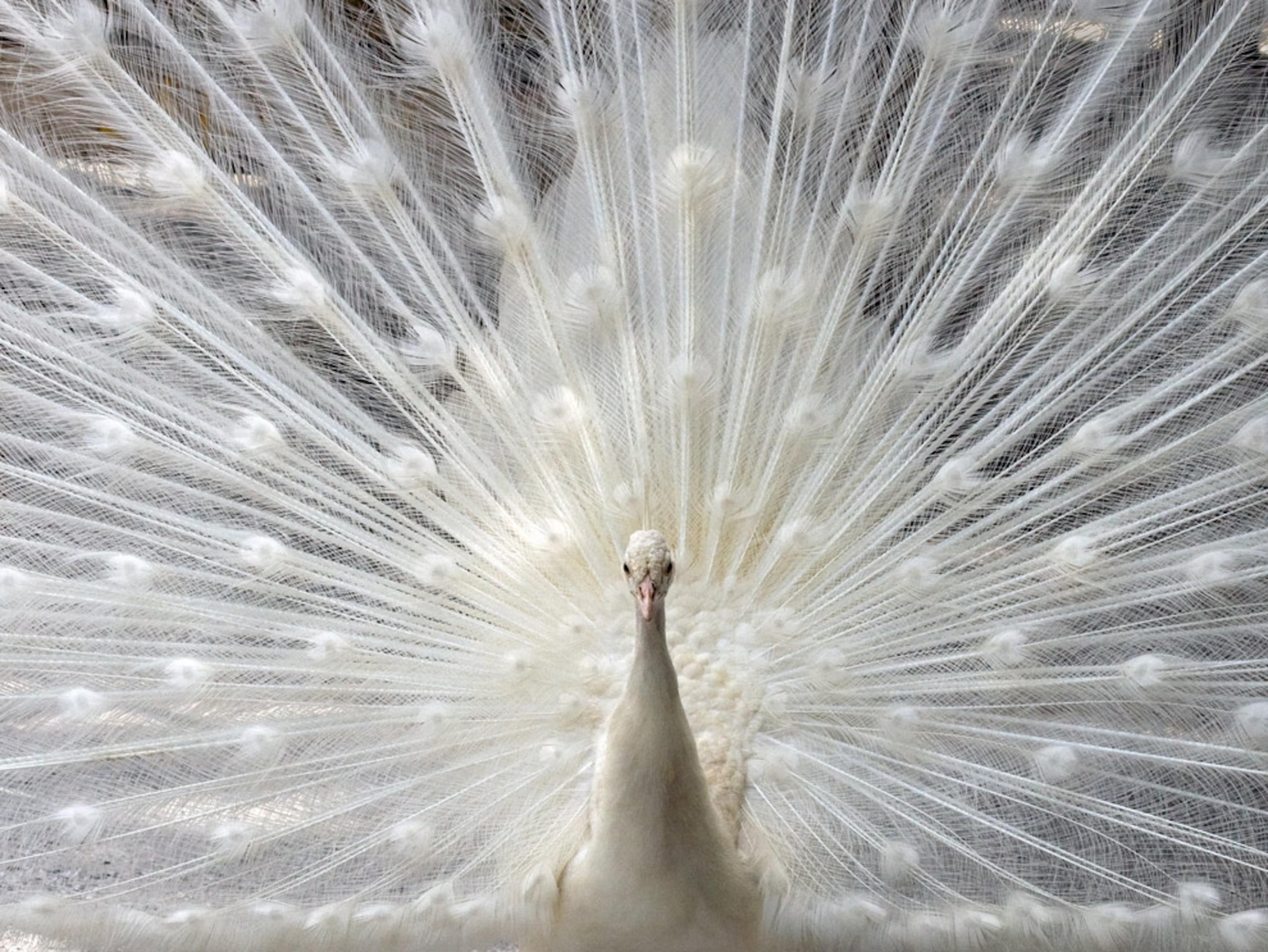 3072x2306 Bird Wallpaper