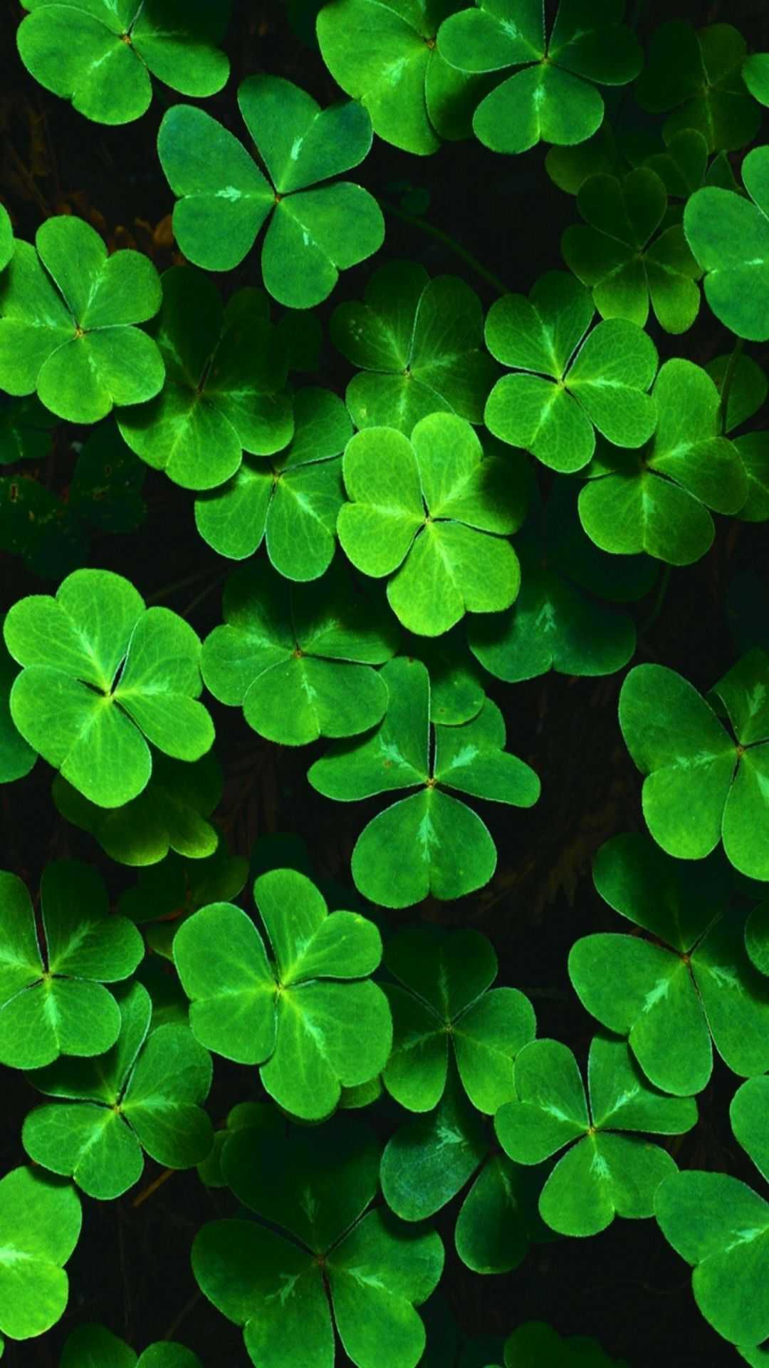 1080x1920 iPhone Shamrock Wallpaper Free HD Wallpaper