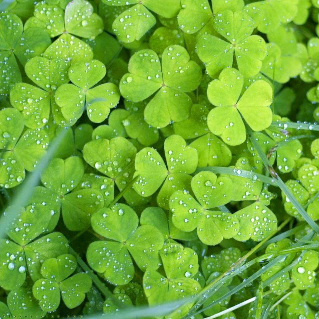 1024x1024 Irish Shamrocks. iPad Wallpaper free iPad wallpaper & background