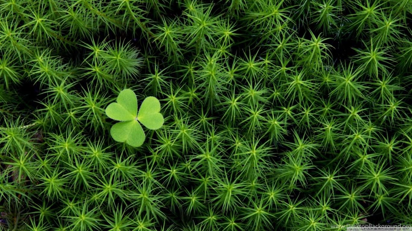 1366x768 Shamrock And Irish Moss HD Desktop Wallpaper : Widescreen : High. Desktop Background