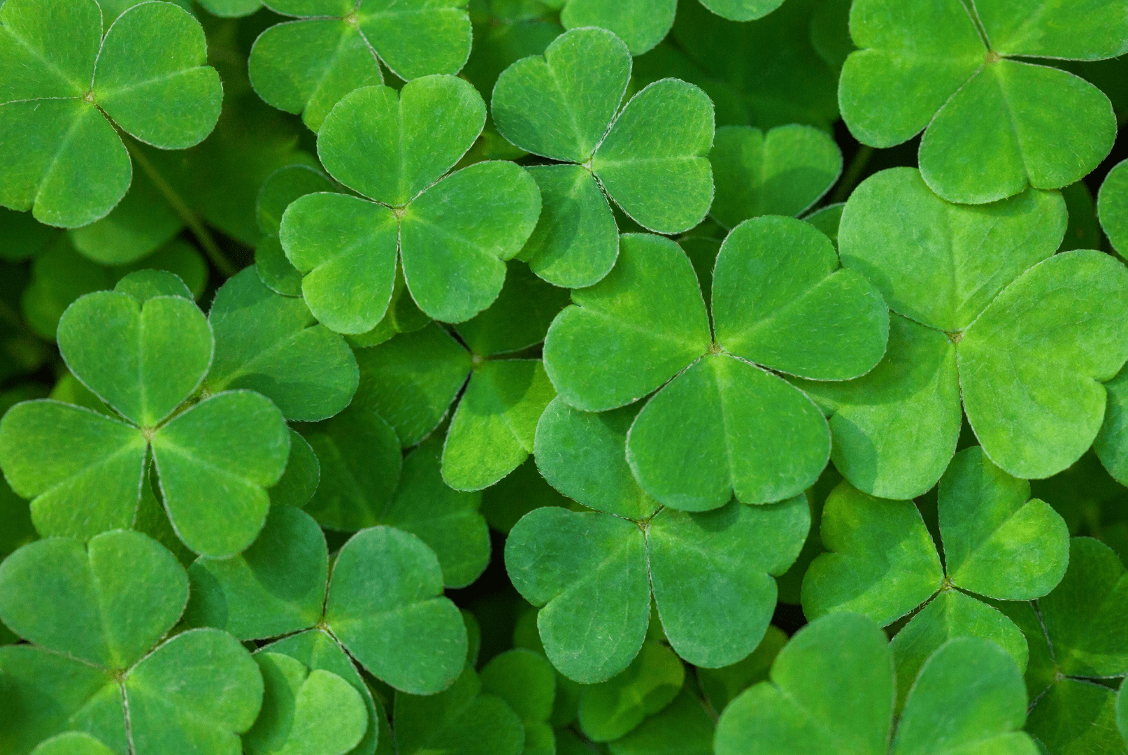 1613x1080 St. Patrick's Day Zoom Background